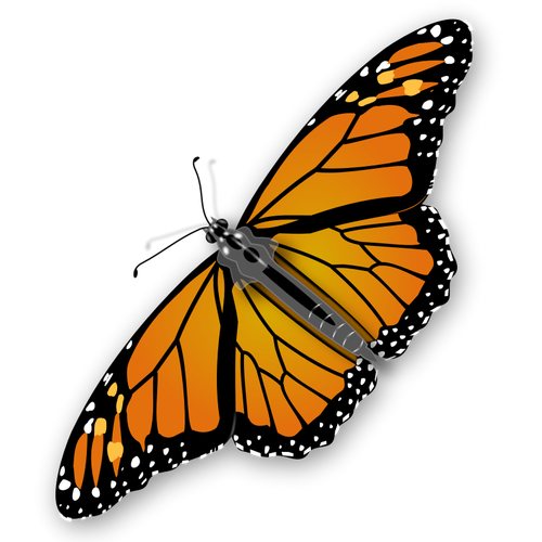 Monarch_Butterfly